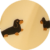 Sausage Dog